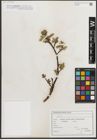 Foto von Salix L.